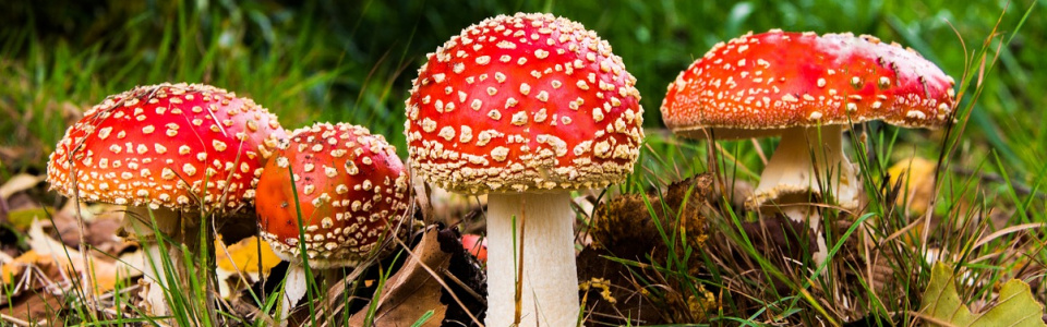 Commune de Ham-sur-Heure-Nalinnes | Journée champignons