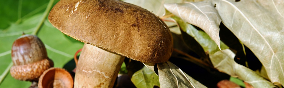 Commune de Ham-sur-Heure-Nalinnes | Exposition champignons