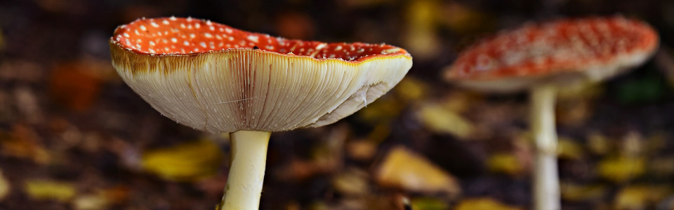 Commune de Ham-sur-Heure-Nalinnes | Journée découverte de champignons