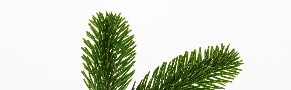 Commune de Ham-sur-Heure-Nalinnes | Ramassage des sapins de Noël